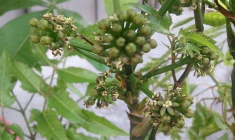 福祿桐為什麼會開花|【福祿桐開花風水】福祿桐開花風水解析：招福迎祿，。